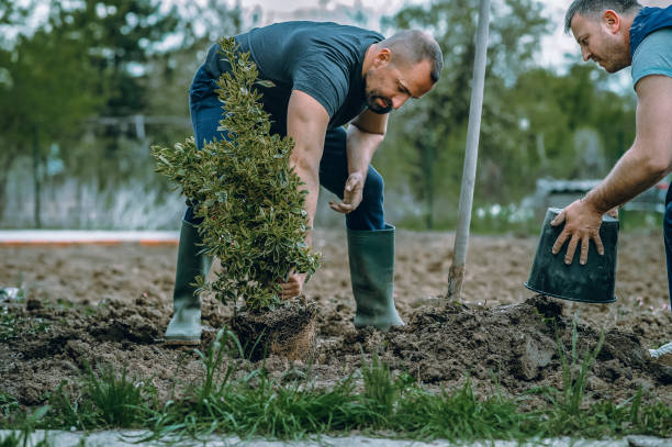 Best Lawn Dethatching  in USA